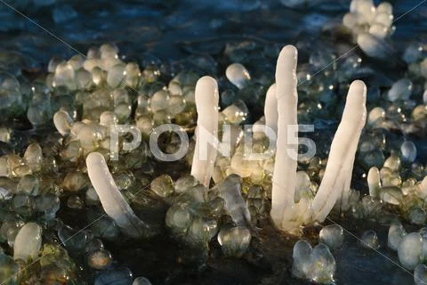 Iced over grass in an abstract beautiful form Stock Photos