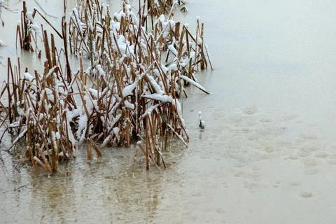 Iced over pond. Stock Photos