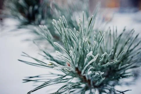Iced pine needles. A pine tree branch covered with snow. Close-up, macro. Stock Photos
