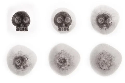 Iced skull Stock Photos