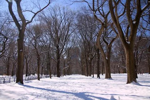 The iced trail with the empty trees in a winter Central Park scene Stock Photos