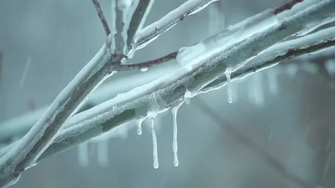 Iced tree branch in snowfall with icicles Stock Footage 97539671
