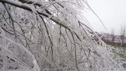 Iced Tree Branch In Snowfall With Icicles. Frozen Snow Tree  Winter Ice Storm. Stock Footage 144696007