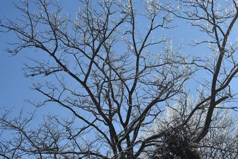 Iced Tree Branches -01 Foto stock