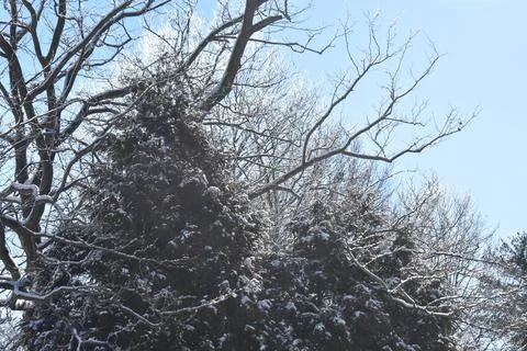 Iced Tree Branches -03 Stock Photos