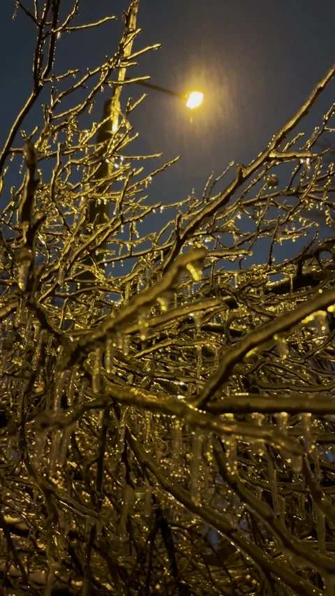 Iced tree branches glisten after rain freezes in frost Stock Footage 327795268