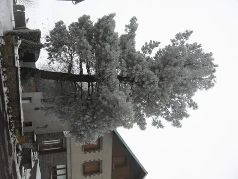 Iced tree Stock Photos