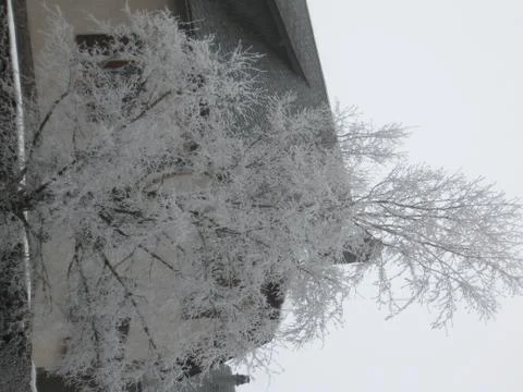 Iced tree Stock Photos