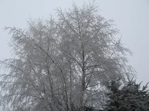 Iced tree Stock Photos
