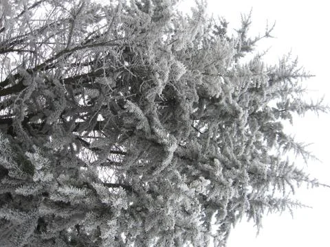 Iced tree Stock Photos