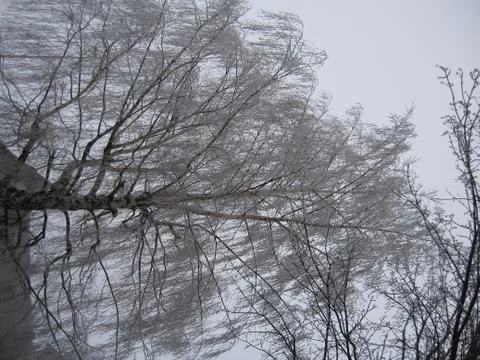 Iced tree Stock Photos