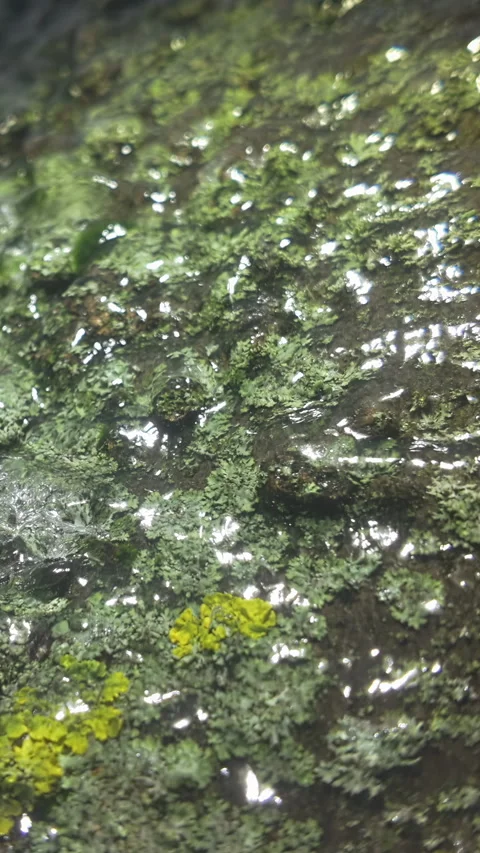 Iced tree trunk beneath layer of ice sparkling in light, bark covered with green Vídeo Stock 330973918