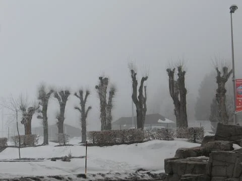 Iced trees Stock Photos