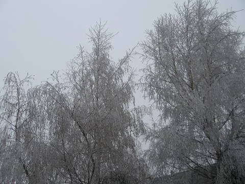 Iced trees Stock Photos
