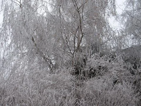 Iced trees Stock Photos