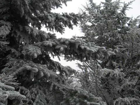 Iced trees Stock Photos