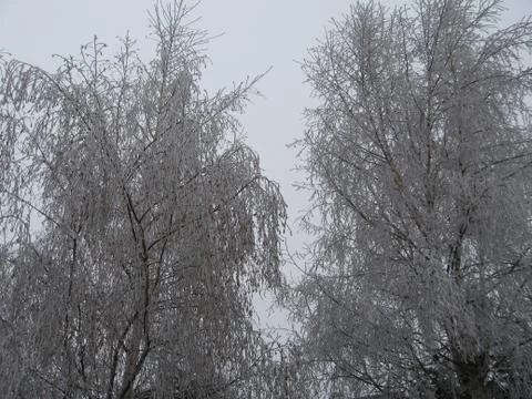 Iced trees Stock Photos