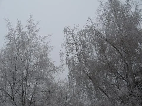 Iced trees Stock Photos