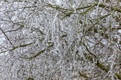 Iced twigs and branches of tree Stock Photos
