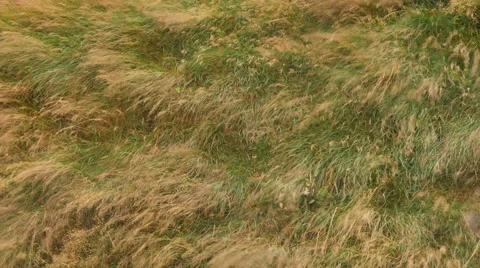 ICELAND grass Gras wind Stock Footage 57460906