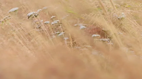 ICELAND grass Gras wind Stock Footage 57475677