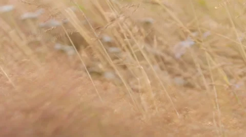 ICELAND grass Gras wind Stock Footage 57475763