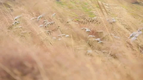 ICELAND grass Gras wind Stock-Footage 57475806