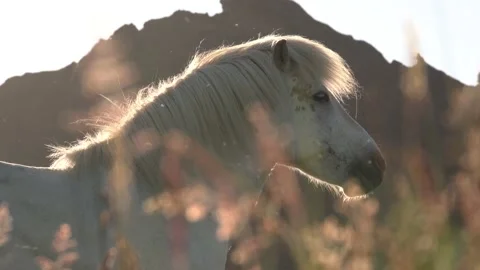 Iceland Horse Stock Footage 144366889