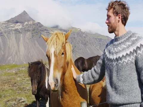 Iceland horse - man petting Icelandic horses happy in nature Stock Footage