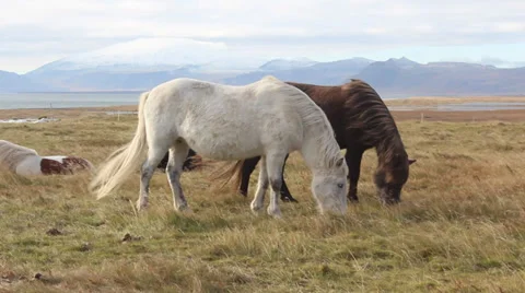 Iceland horses. Stock Footage 39354997