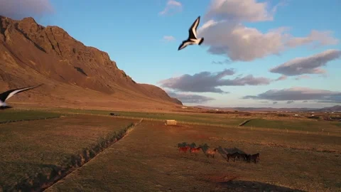 Iceland-horses Video stock 166959855