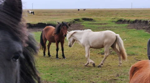 ICELAND Horses Pferd meadow Weide Stock Footage 57531153