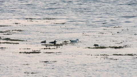Iceland Hvitarnes Seagull Eider Video stock 119170967