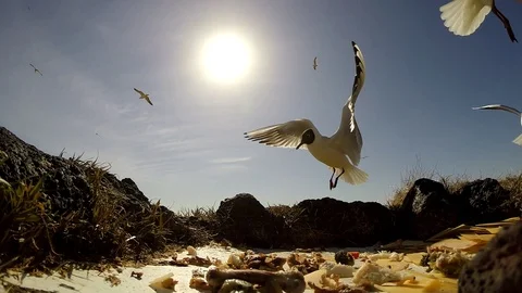 Iceland Island Birds eating In Grass Field Of Olfusa River Eyrarbakki Stock Footage 118249953