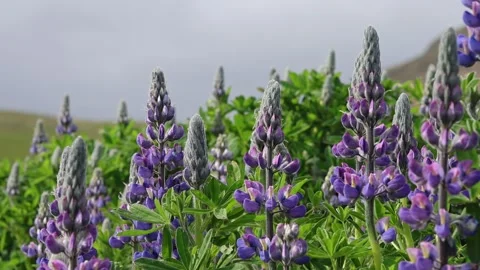 Iceland lichens Stock Footage 293338513