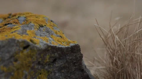 Iceland Macro Rock Video stock 50544150