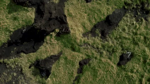 Iceland Moss Greenery Top Down Textured Earth Stock Footage 231430115