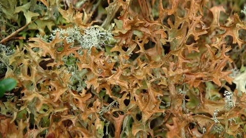 Iceland Moss with Other Lichen in a Northern Forest Видео 74994853