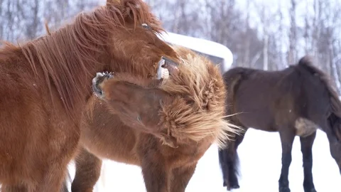 Iceland ponies trying to bite eachother in winter landscape Stock Footage 129162675
