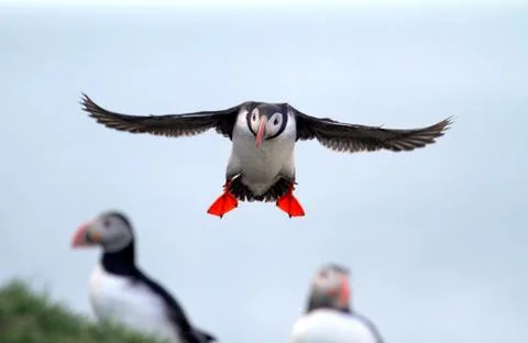 Iceland, Puffin in flight Stock Photos
