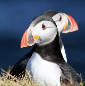 Iceland, Puffins Stock Photos