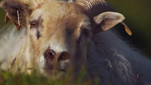 Iceland sheep, close portrait Stock Footage 141846148