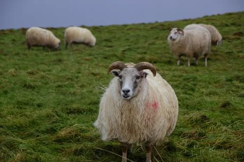 Iceland sheep Stock Photos
