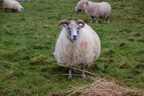 Iceland sheep Stock Photos