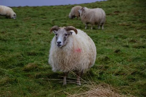 Iceland sheep Stock Photos