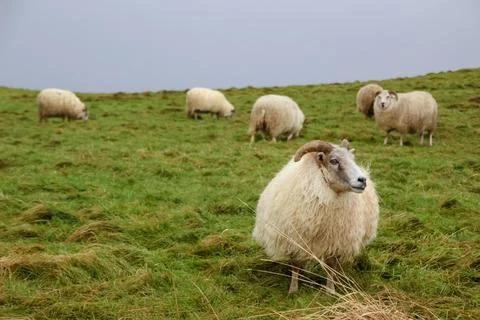 Iceland sheep Stock Photos
