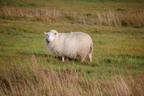 Iceland sheep Stock Photos