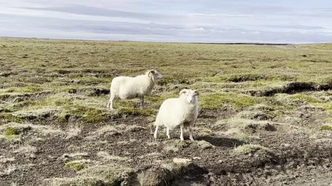 Iceland Sheep Pose on a Windswept Field in Icelandic Tundra Video stock 243224174