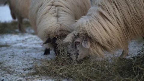 Iceland sheep share hay distributed by a farmer for them to eat during days Vídeo Stock 297872136