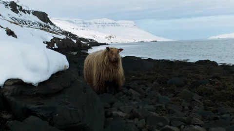Iceland sheep in snow Video stock 53087261